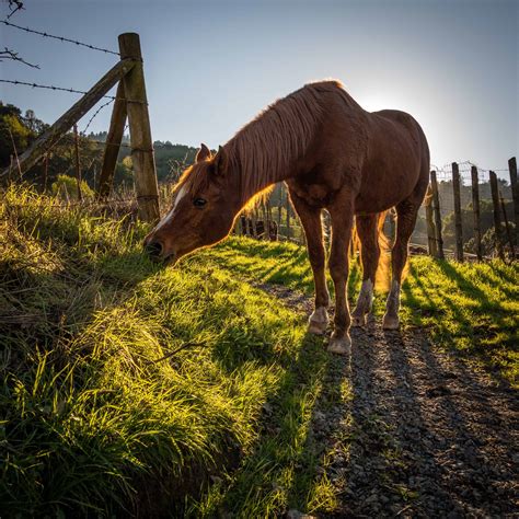 Horse Care for Beginners an Easy Guide - Soph-obsessed