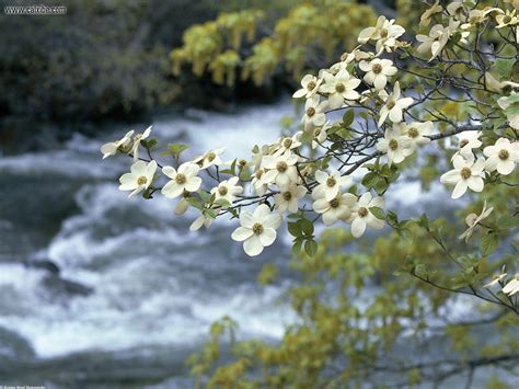 Dogwood Tree Painting at PaintingValley.com | Explore collection of ...