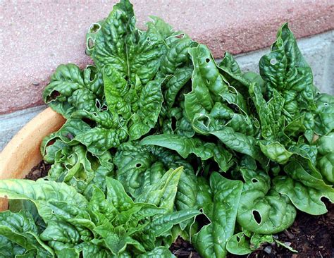 winter fall vegetables to grow | Inhabitat - Green Design, Innovation ...