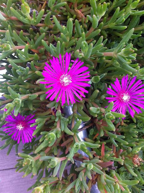 Purple flowering succulent. | Purple flowering plants, Flowering succulents, Purple succulents