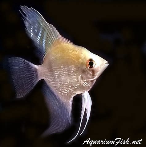 Premium Silver Pearlscale Angelfish