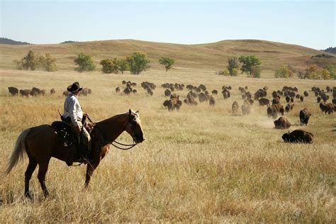 Custer State Park | | Sights - Lonely Planet