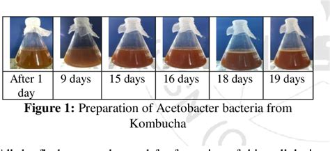 Figure 1 from Isolation of Acetobacter xylinum from Kombucha and ...