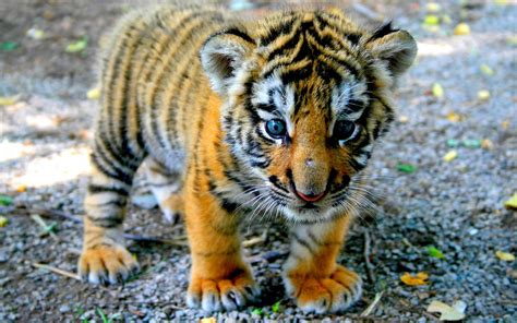 tigers cubs baby animals - Wallpaper | Cute tiger cubs, Baby tiger, Cute tigers