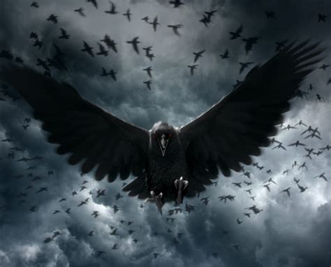 2K free download | Crow, birds, raven, HD wallpaper | Peakpx