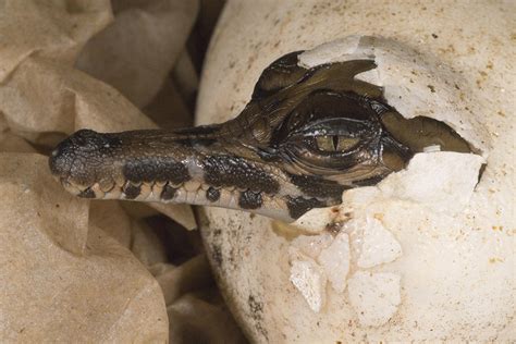 PIX: Endangered Crocodile Hatches At Zoo Miami