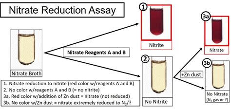 Representation of the nitrate reduction test assay performed in liquid ...