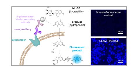 β-Galactosidase-Catalyzed Fluorescent Reporter Labeling of Living Cells for Sensitive Detection ...