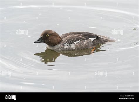 Common goldeneye female Stock Photo - Alamy