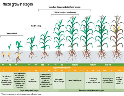 Maize growth stage | Farmer's Weekly