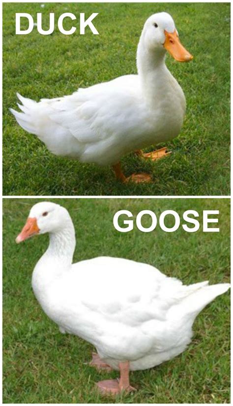 Is it a duck or a goose? -U can tell since the duck is as evil as an overlord ready to conquer ...