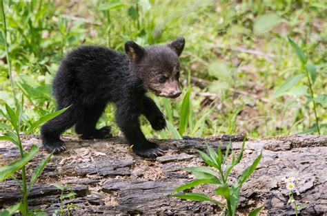 Baby Bears! | WP3 Photography