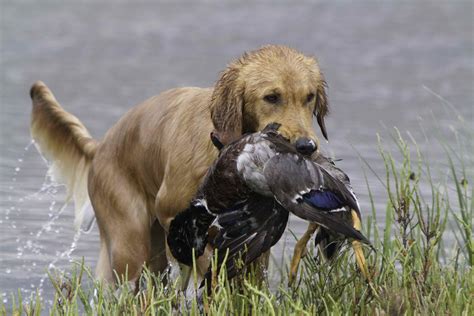 Golden Retriever Hunting Training | PETSIDI