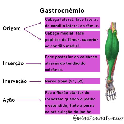 Minuto Anatômico #142: Tríceps sural – Anatomia & Fisioterapia