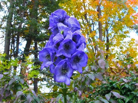 Beware of These Beautiful but Toxic Plants - Dengarden