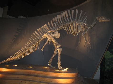 Ouranosaurus Skeleton