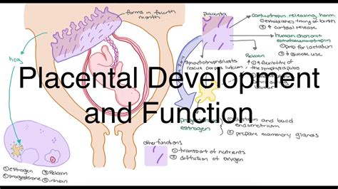 Placenta Development Stages