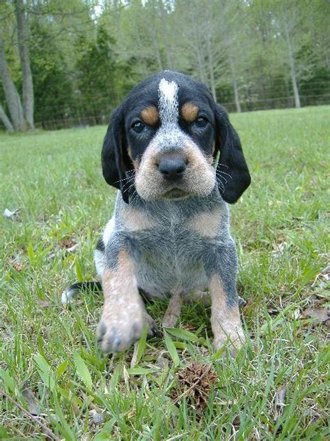 Bluetick Coonhound Dog / Grand Bleu de Gascogne #Hounds #Dogs #Puppy ...