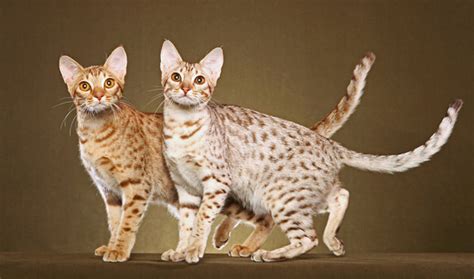 Ocicat Info, Personality, Kittens, Pictures