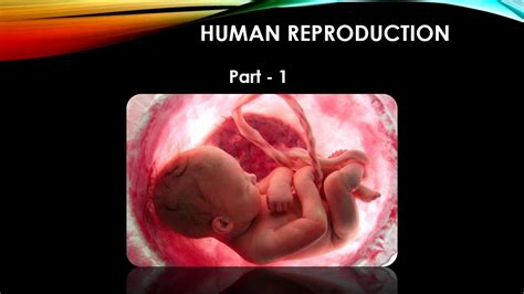 Reproduction In Humans