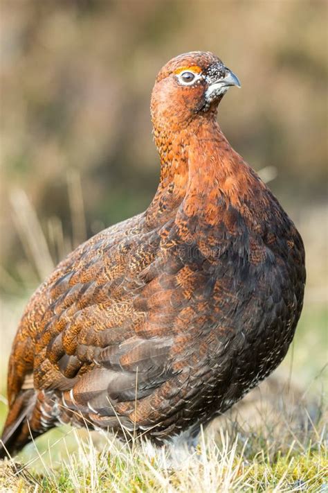 Red Grouse Lagopus Lagopus Male in Springtime with Red Eyebrow Stock Photo - Image of glorious ...