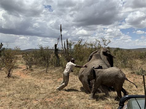 Female Elephant Treatment - Mara Elephant Project