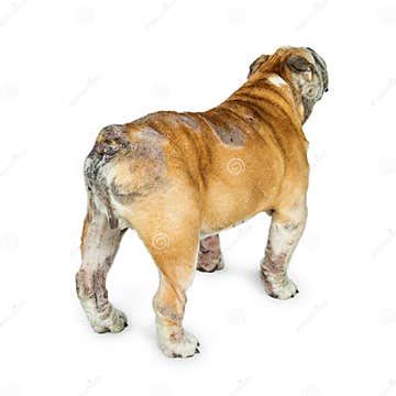 English Bulldog with Skin Rashes from Allergies Stock Photo - Image of ...