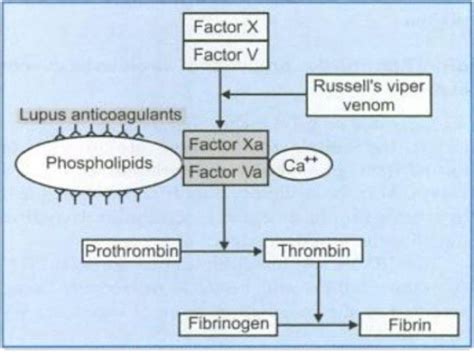 What Is Lupus Anticoagulant | Renew Physical Therapy