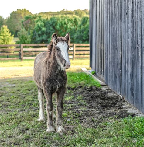 Free stock photo of animal, animal domestico, caballo