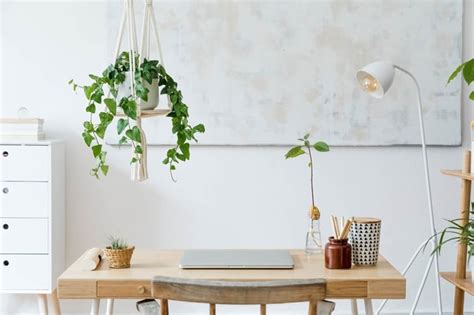 Indoor Plants: A Breath of Fresh Air - alive magazine