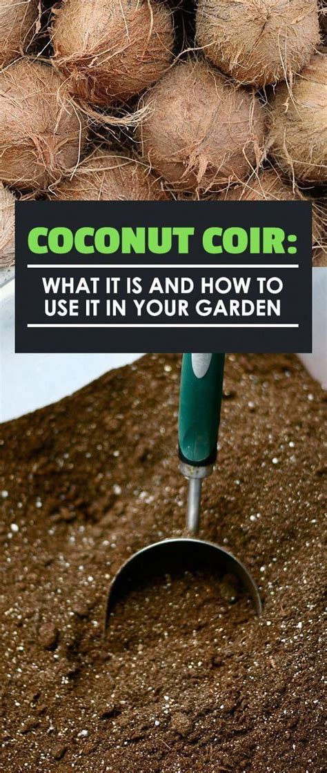 Coconut coir is an amazing growing medium for hydroponic and indoor use. Find out what it is ...