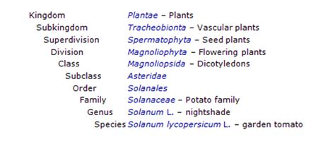 Classification (Taxonomy) - The Tomato Plant (Solanum lycopersicum)