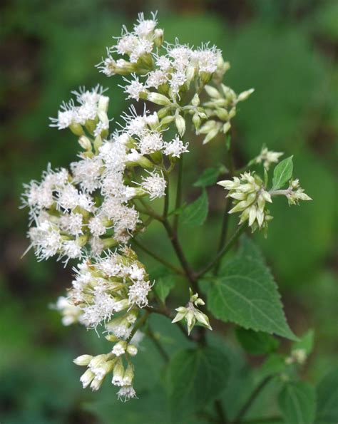 White snakeroot | Identify that Plant