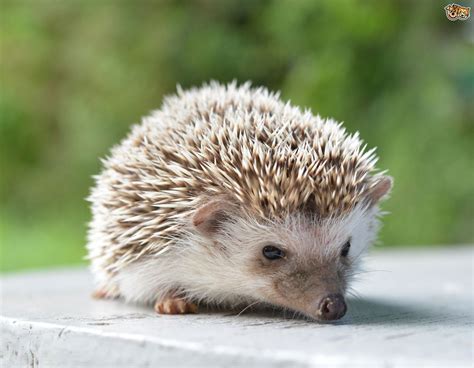 Hedgehog wallpapers, Animal, HQ Hedgehog pictures | 4K Wallpapers 2019