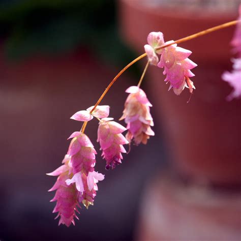 Alpine Flowers, Pink Bracts by aegiandyad on DeviantArt