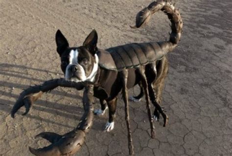 Top 10 Scariest Halloween Costumes for Dogs You Will Ever See