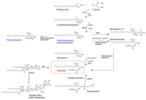 Sphingomyelin Synthesis