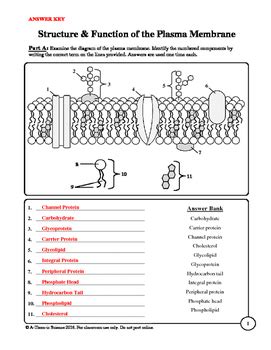 33 Cell Membrane Structure And Function Worksheet - support worksheet