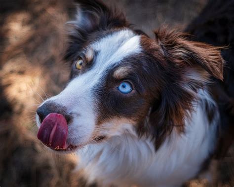 Dry Eye in Dogs: Signs and Treatment | Cuteness