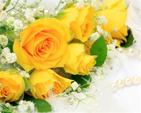 Yellow Rose Wallpapers - Top Free Yellow Rose Backgrounds - WallpaperAccess