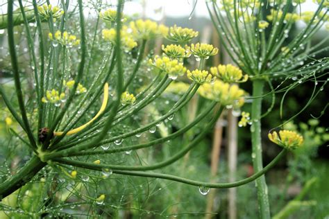 Dripping fennel flowers