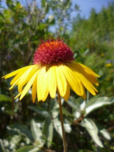 Wild Flowers of Prairie Native landscapes