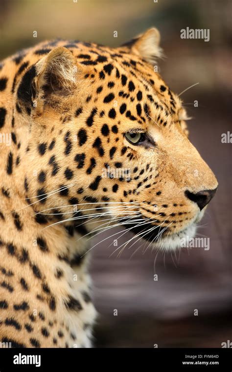 Leopard face close up hi-res stock photography and images - Alamy