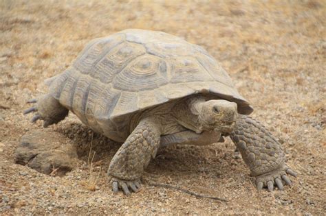 Desert Tortoise in the Mojave Desert | Desert tortoise, Galapagos ...