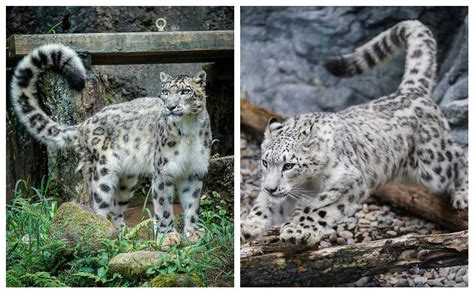 India's First Snow Leopard Conservation Centre to be Opened in Uttrakhand