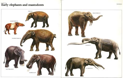 Evolution Animals