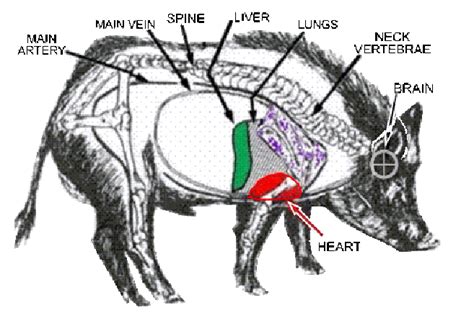 Anatomy of the Wild Hog | Long Range Hunting Forum