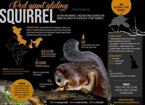 Red Giant Gliding Squirrel: Facts, Habitats, Threats | RoundGlass | Sustain