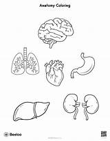The Fun And Educational World Of Anatomical Coloring Pages sketch template
