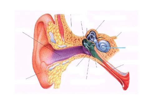 Ceruminous Glands